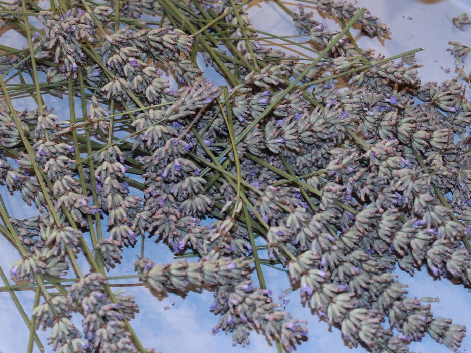 Lavendel.